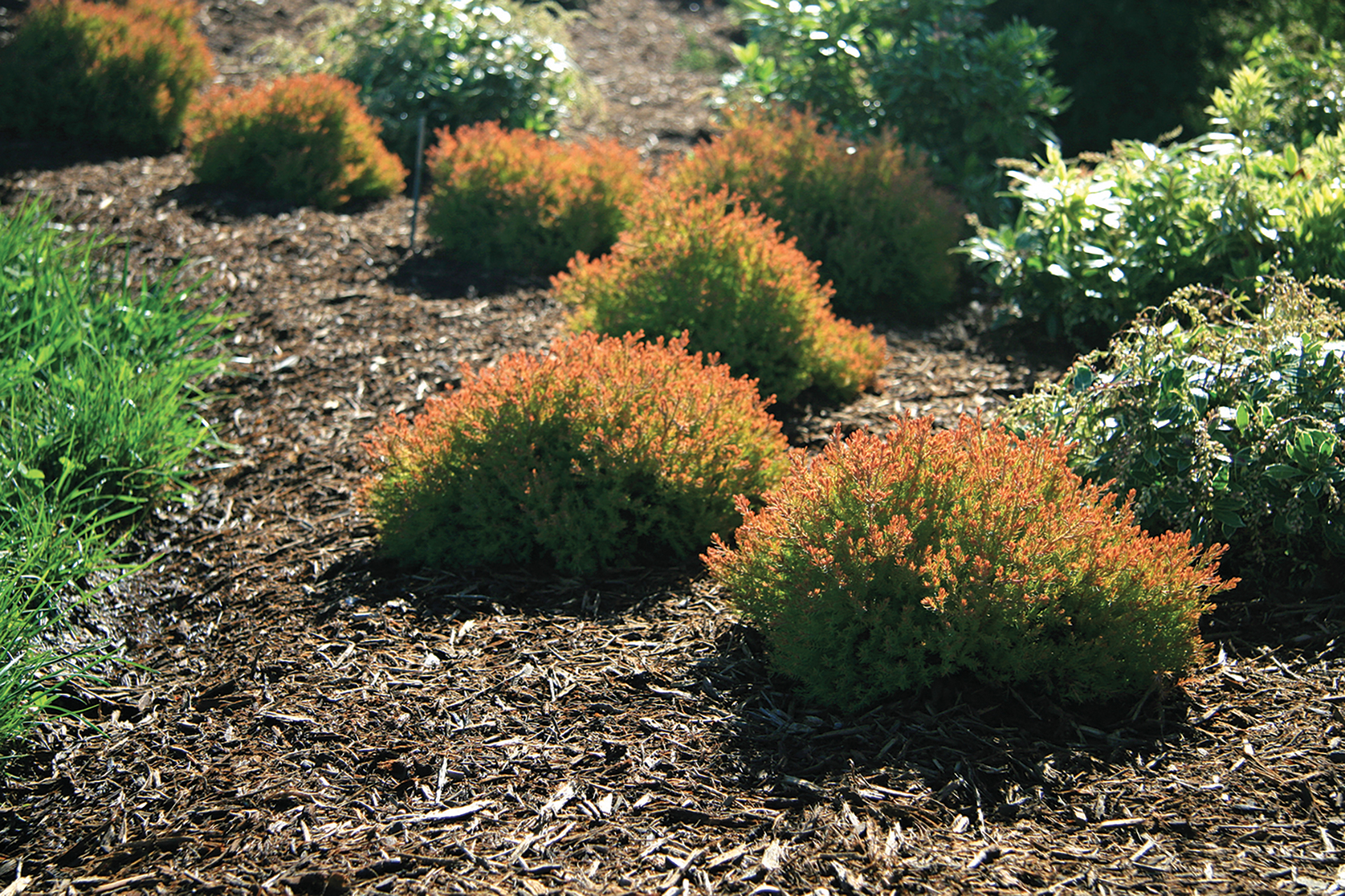 Fire Chief™ Thuja - Image 4