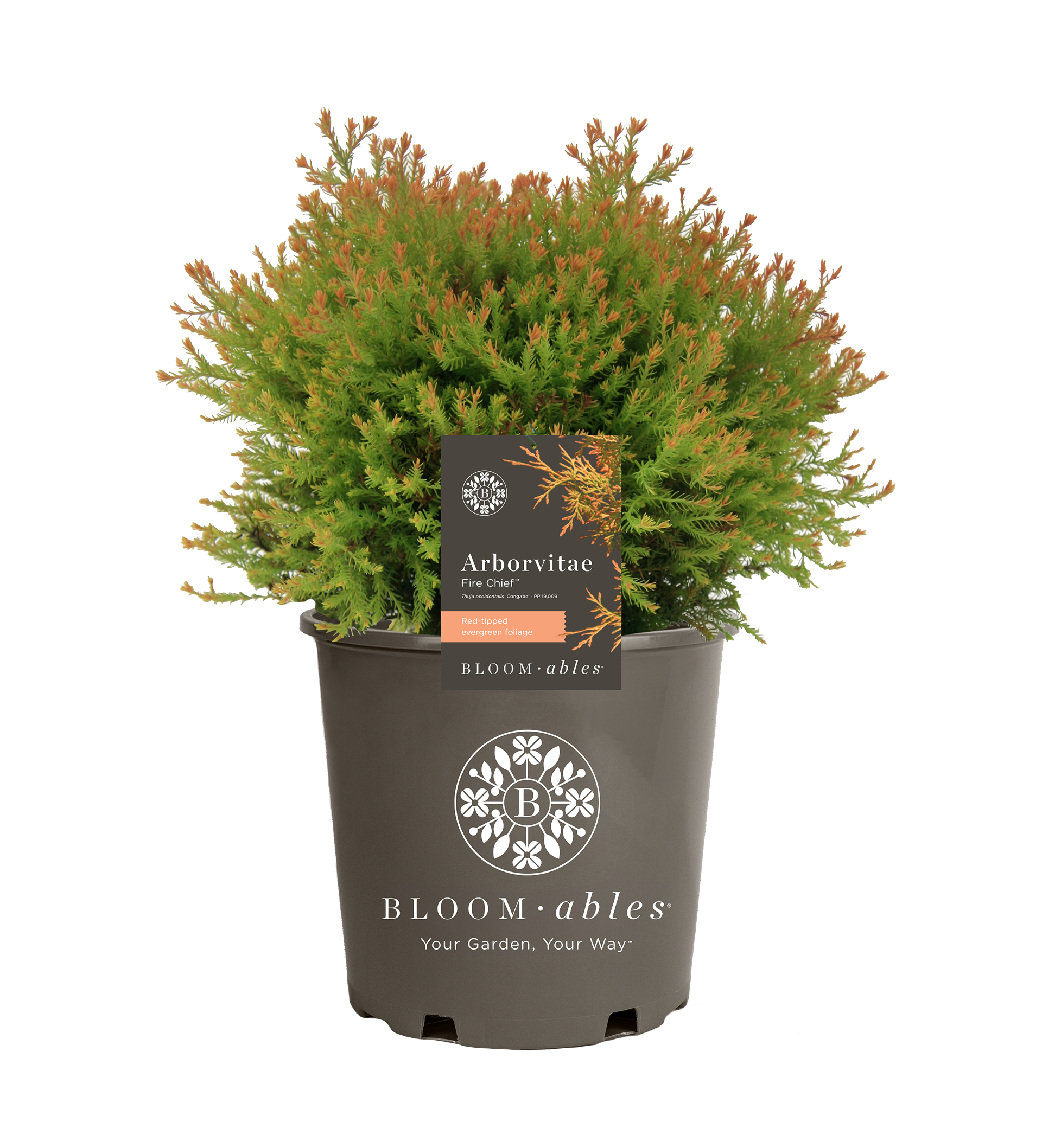 Fire Chief™ Thuja - Image 2