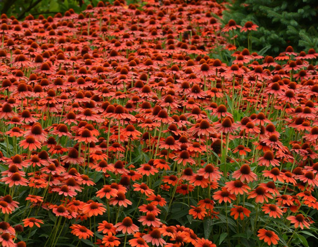 Echinacea-Sombero-Flamenco-