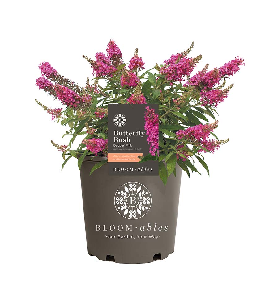 Dapper® Pink Buddleia - Image 2