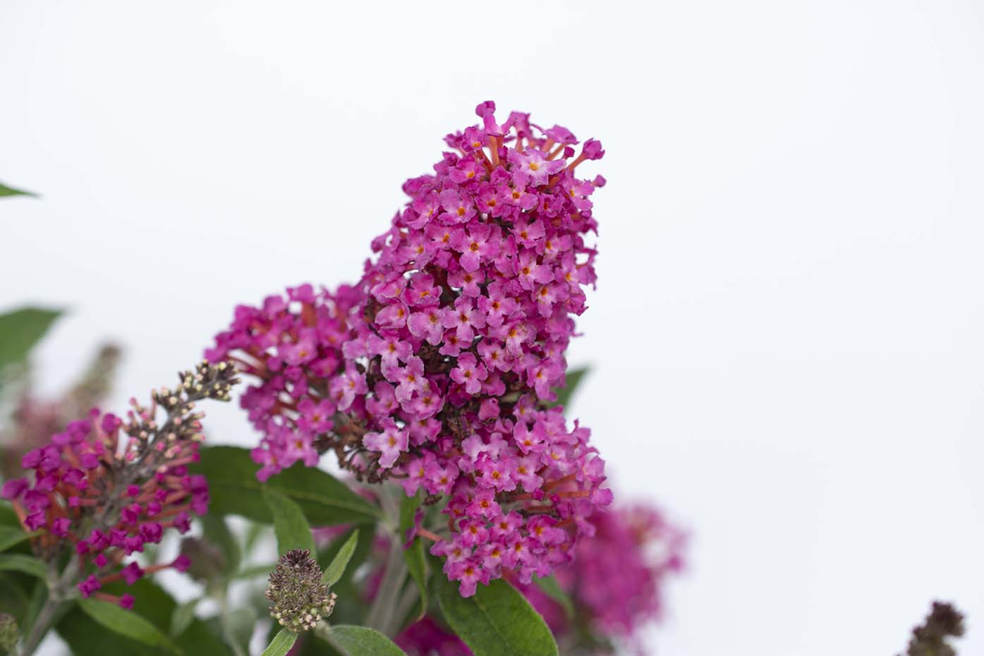 Dapper® Pink Buddleia - Image 3