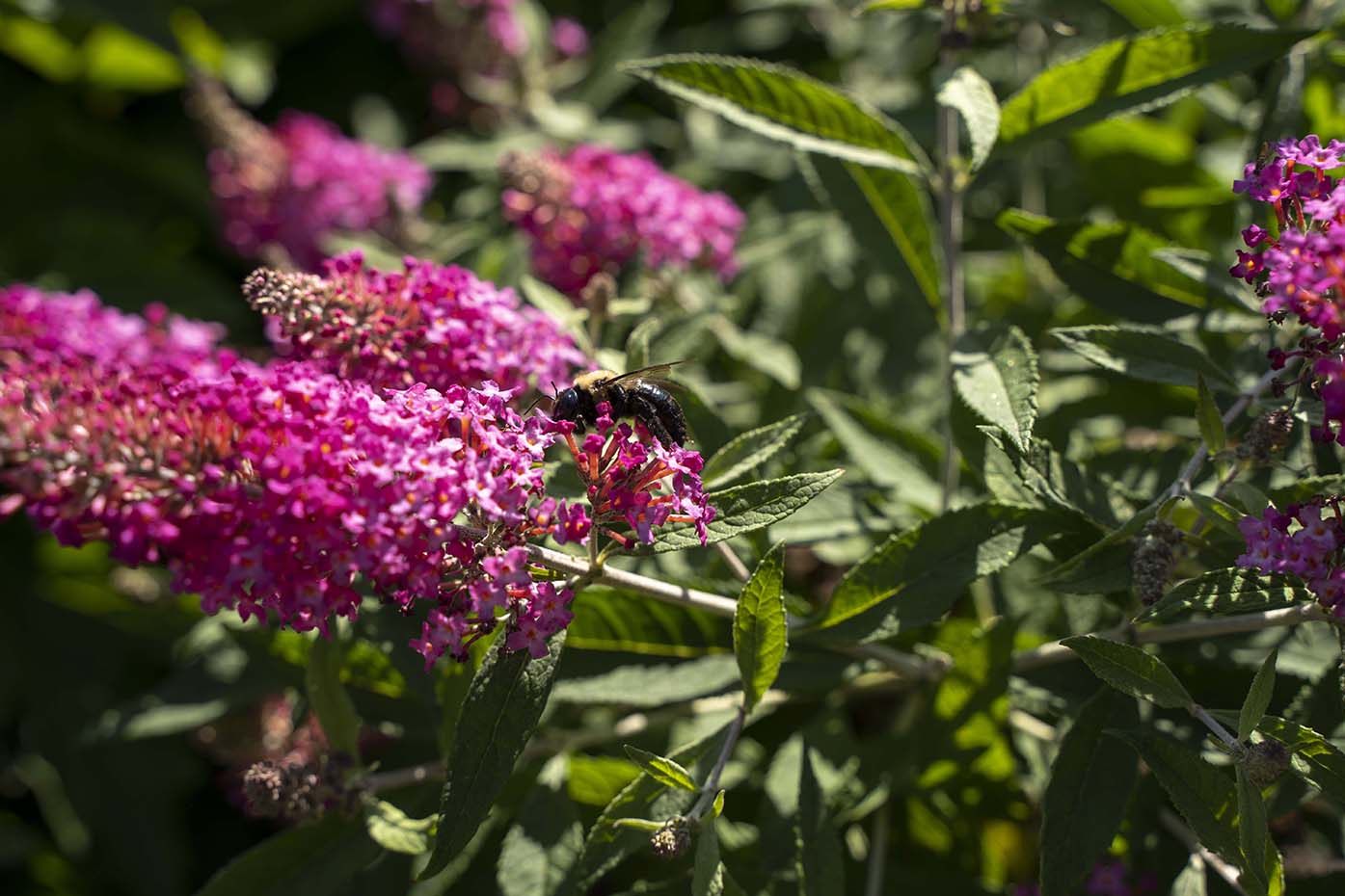 Dapper® Pink Buddleia - Image 4