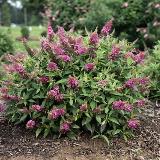 Dapper® Pink Buddleia