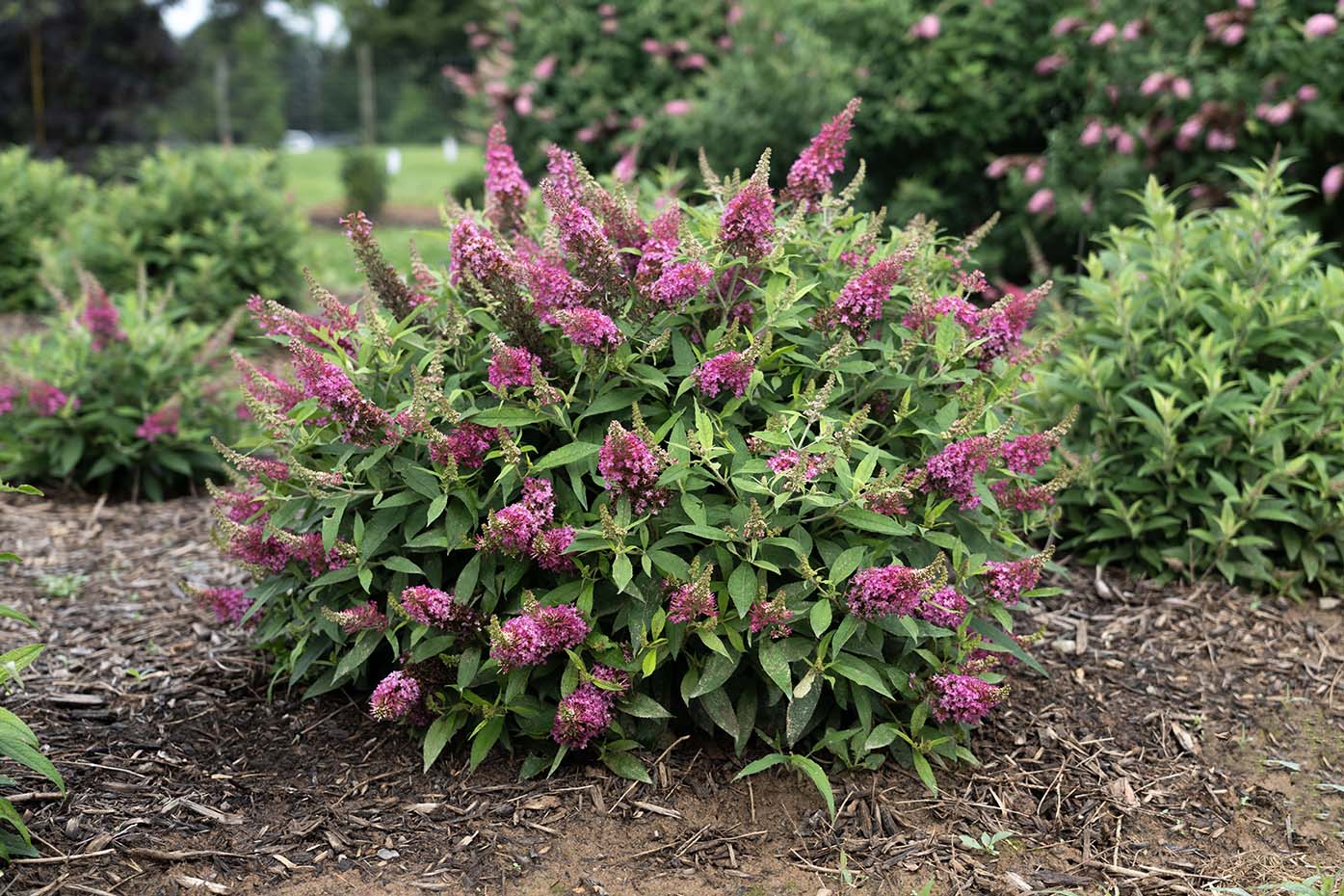 Dapper® Pink Buddleia
