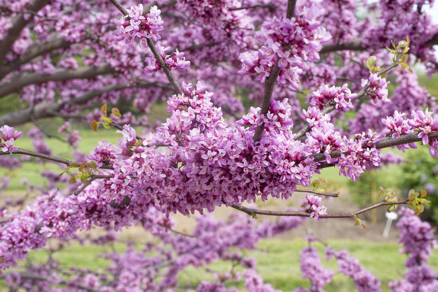Garden Gems® Emerald Cercis - Image 2