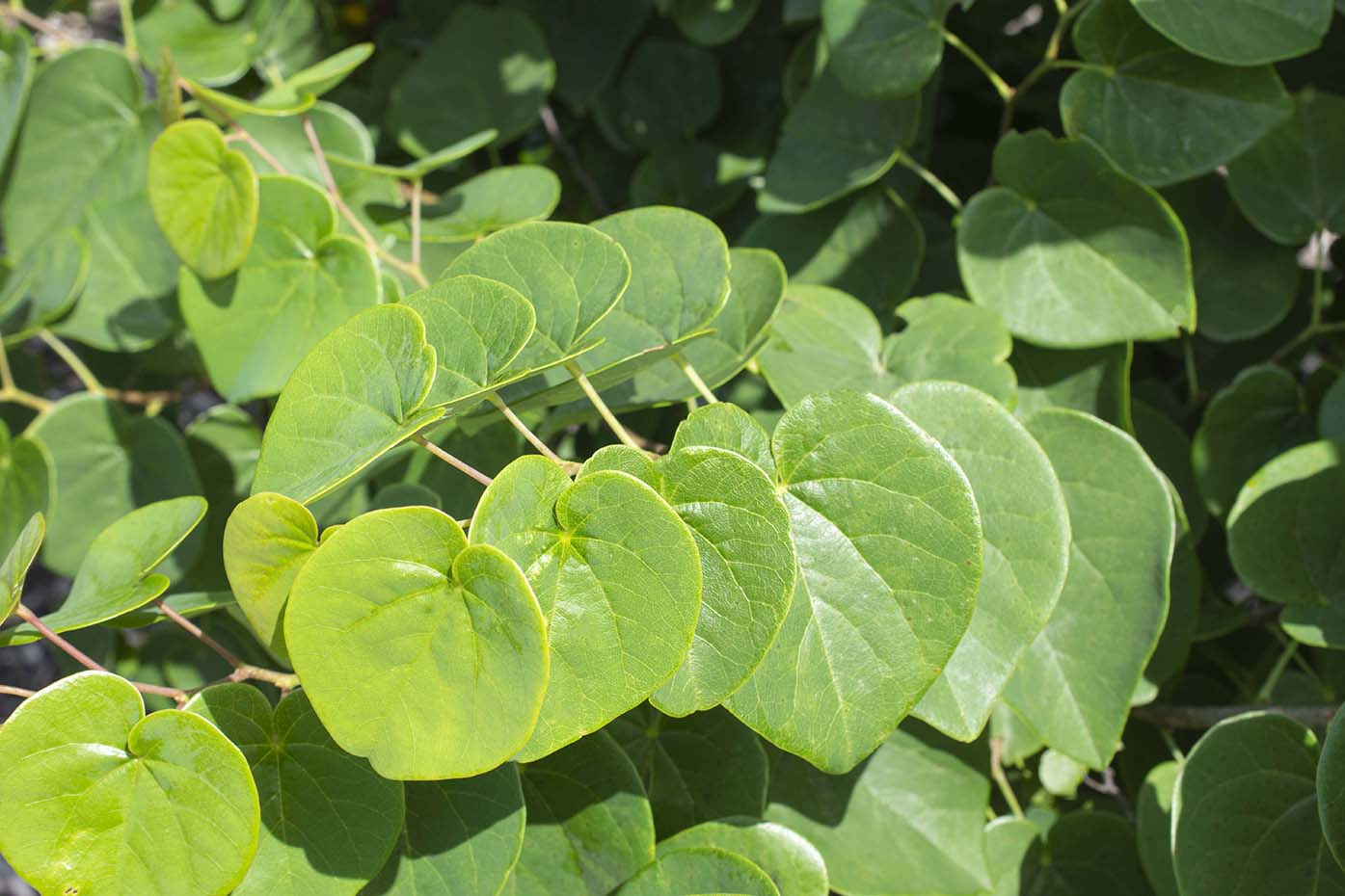 Garden Gems® Emerald Cercis - Image 3