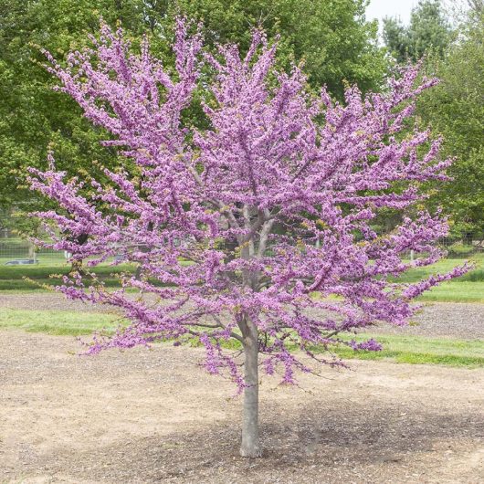 Garden Gems® Emerald Cercis