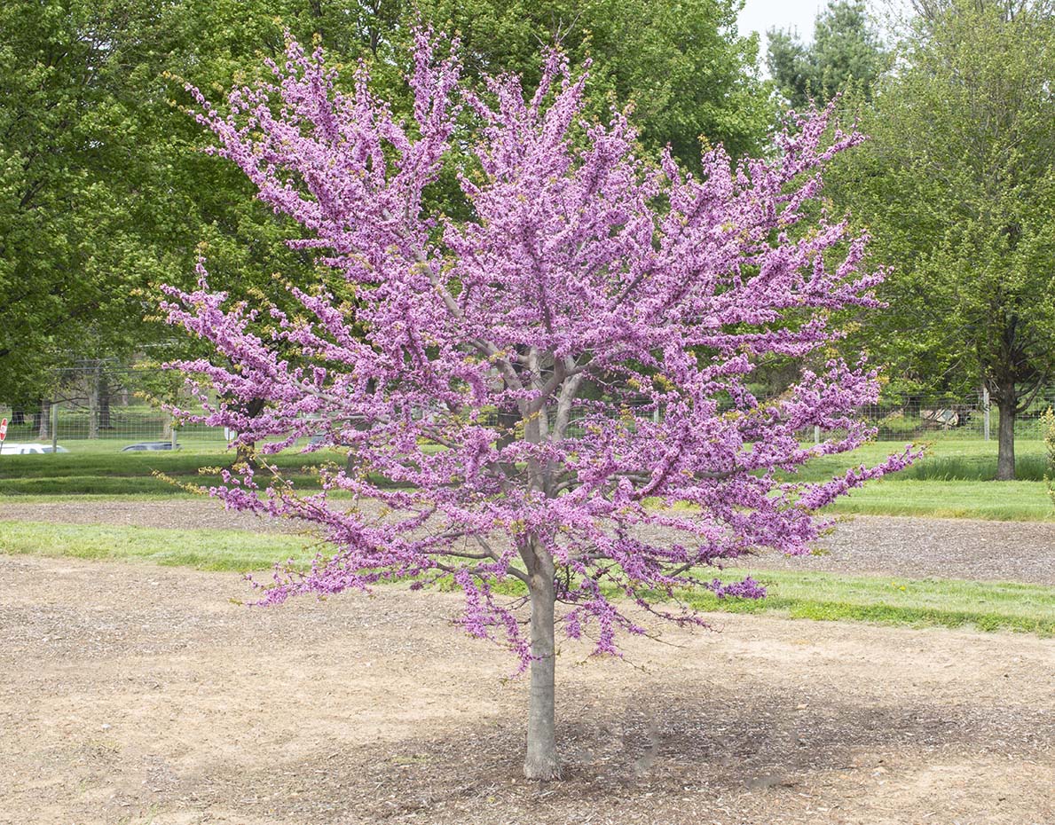 Garden Gems® Emerald Cercis