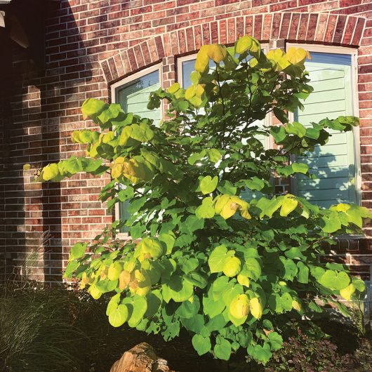 Gilded Hearts® Cercis