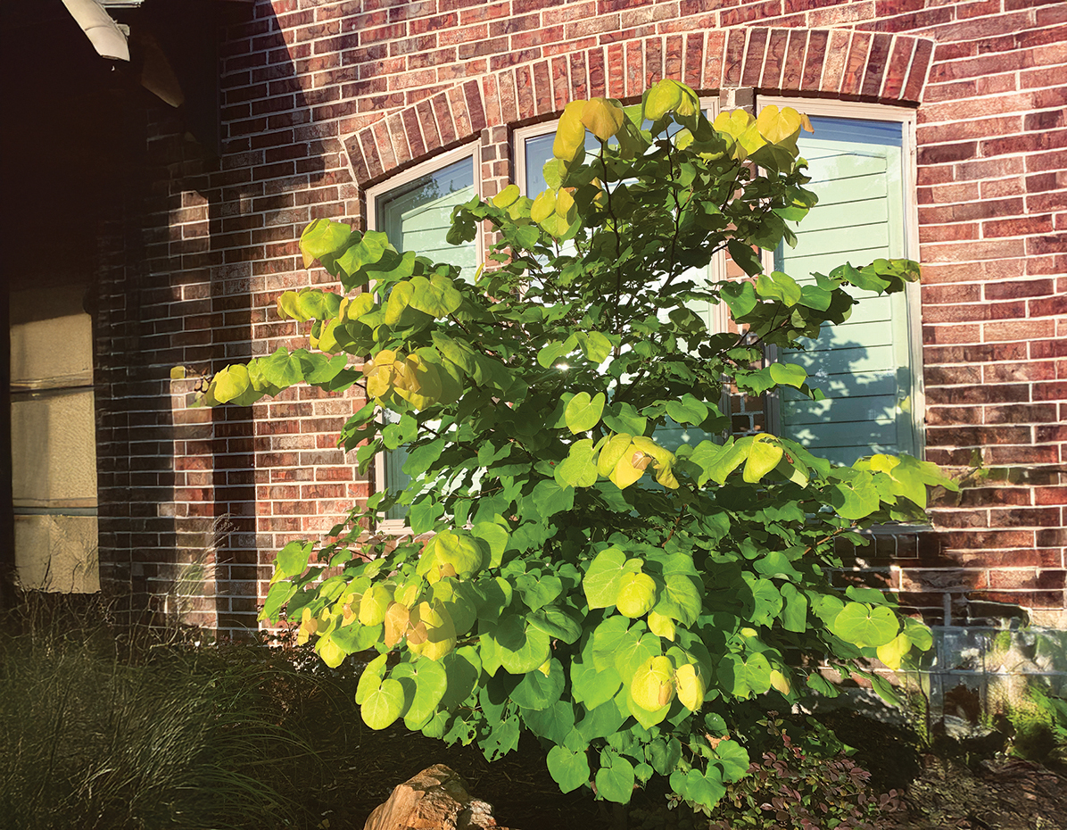 Gilded Hearts® Cercis