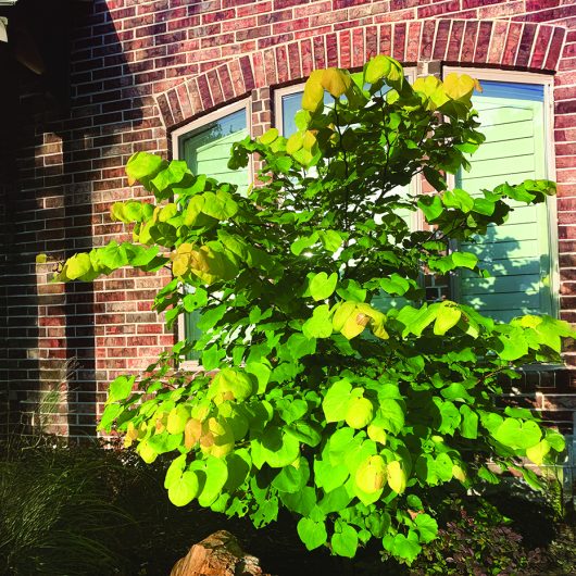 Gilded Hearts® Cercis