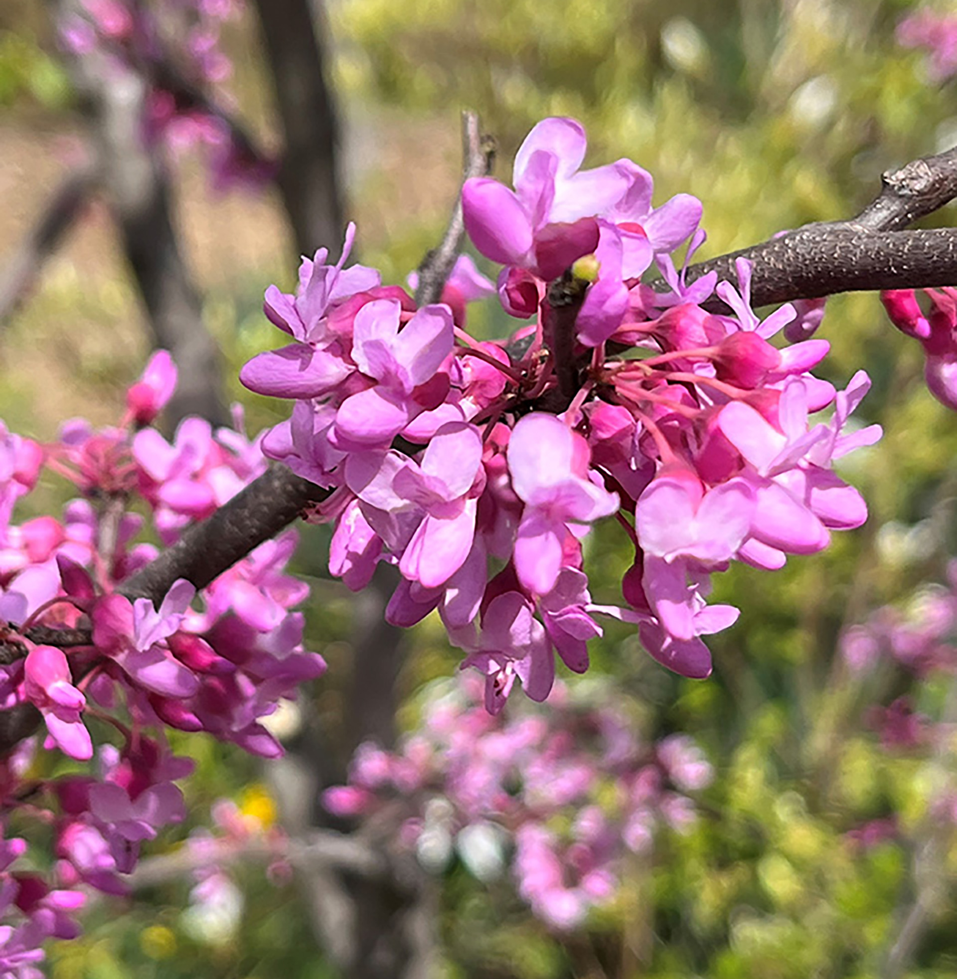 Gilded Hearts® Cercis - Image 3