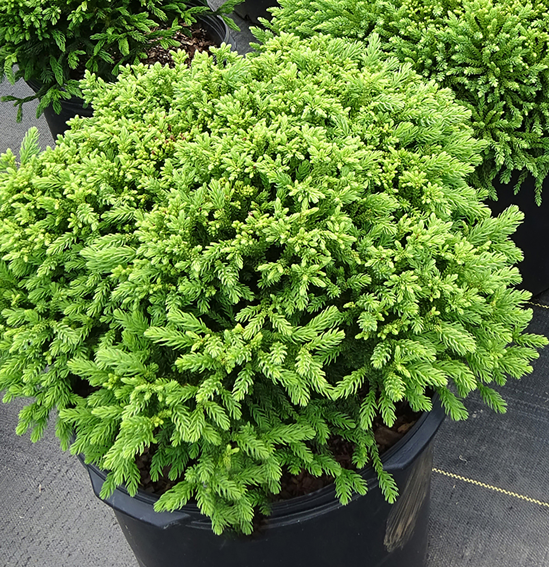 Dragon Prince™ Cryptomeria | Bloomables