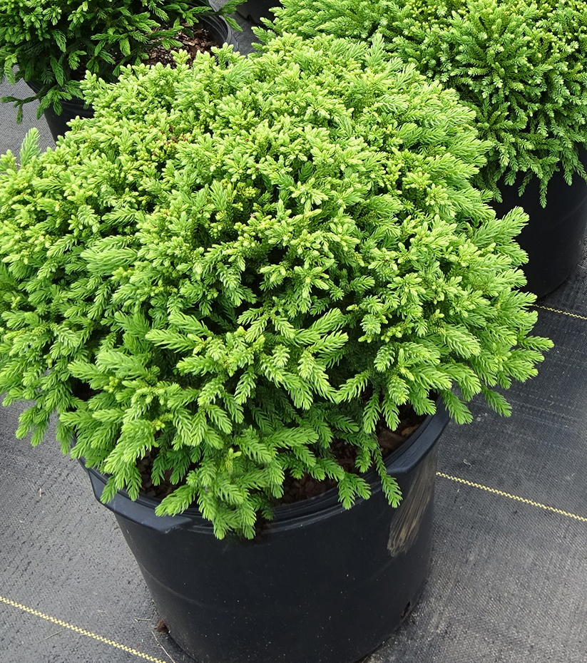 Dragon Prince™ Cryptomeria - Image 2