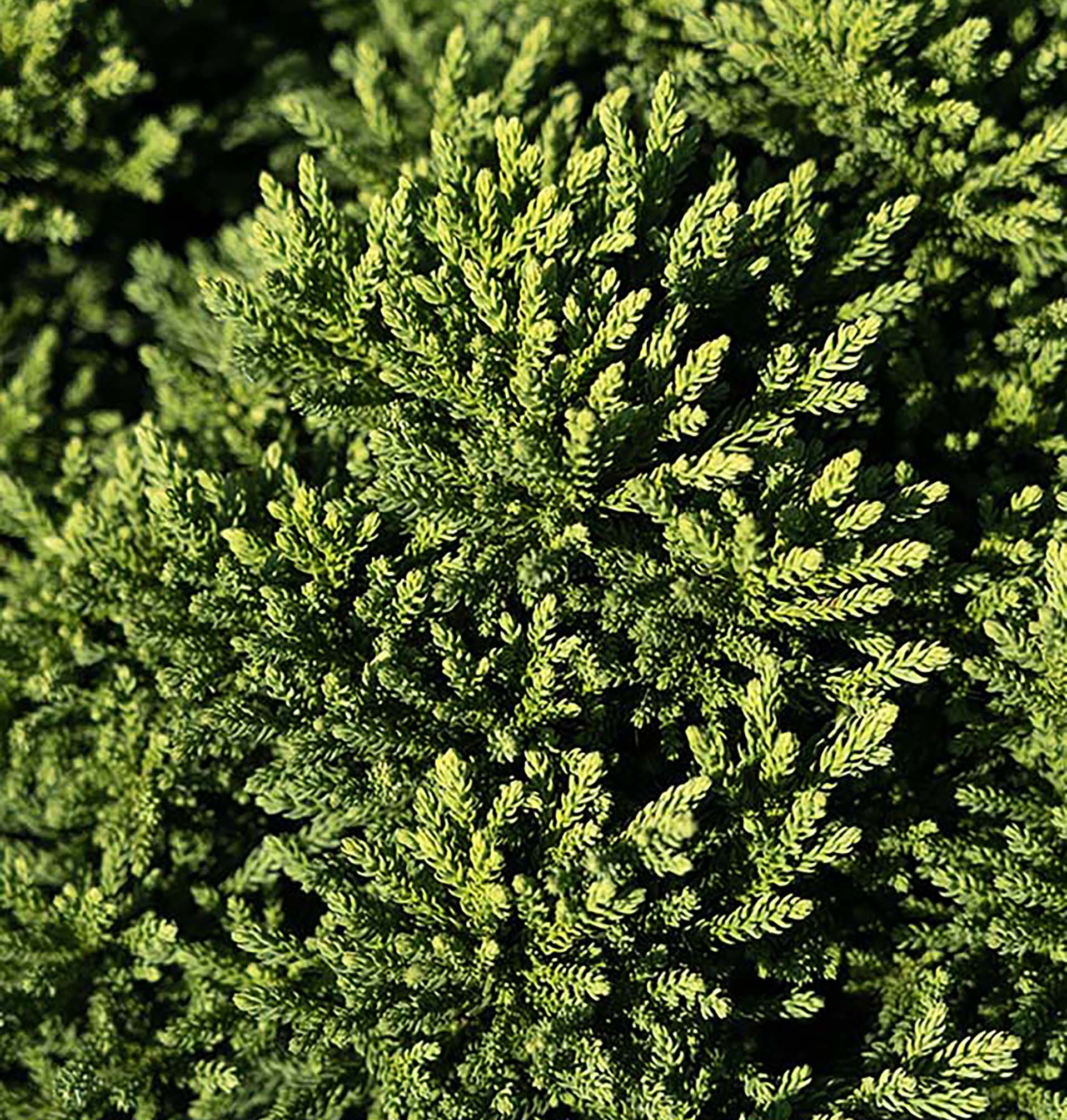 Dragon Prince™ Cryptomeria - Image 4