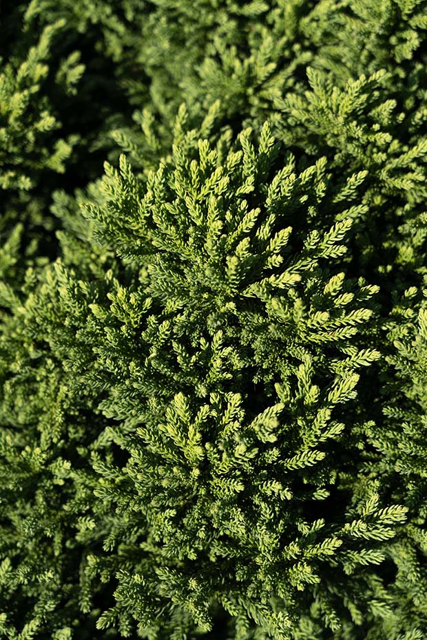 Dragon Prince™ Cryptomeria - Image 3
