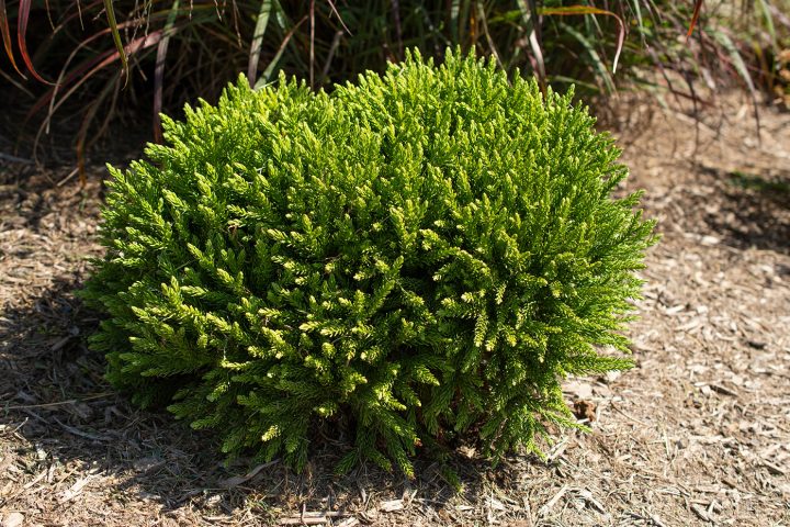 Dragon Prince™ Cryptomeria | Bloomables