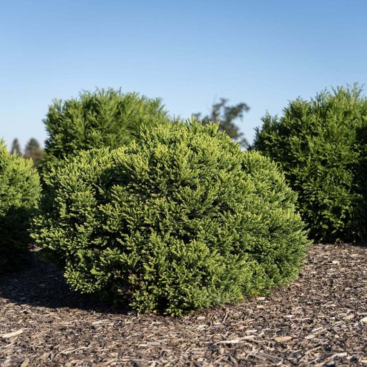 Dragon Prince™ Cryptomeria