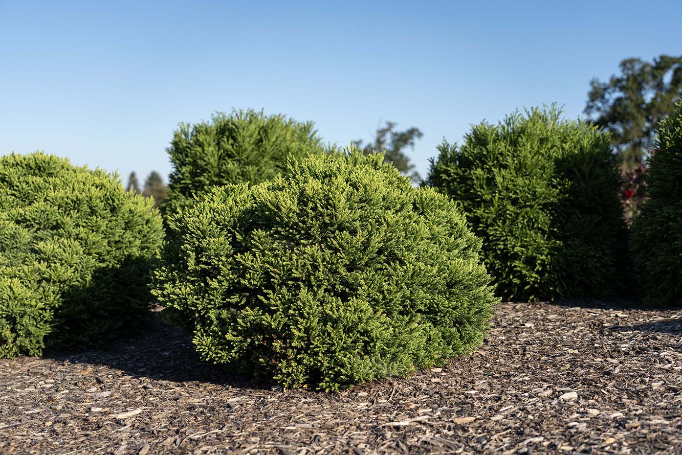 Dragon Prince™ Cryptomeria