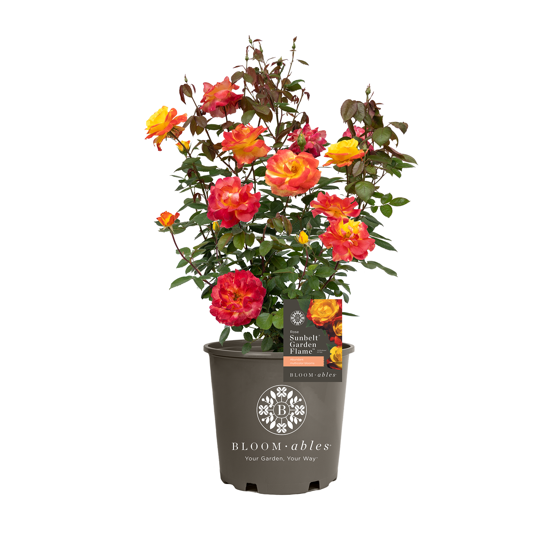Sunbelt® Garden Flame™ - Image 2