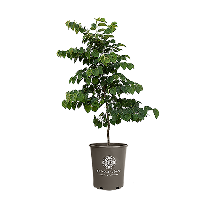 Garden Gems® Emerald Cercis | Bloomables