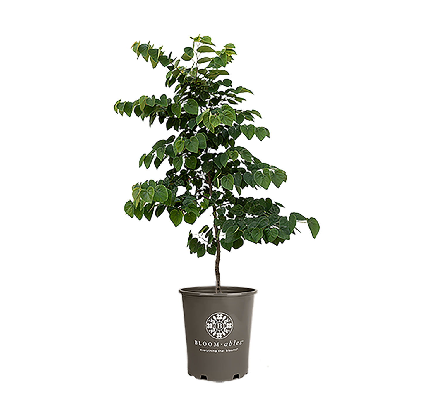 Garden Gems® Emerald Cercis - Image 4