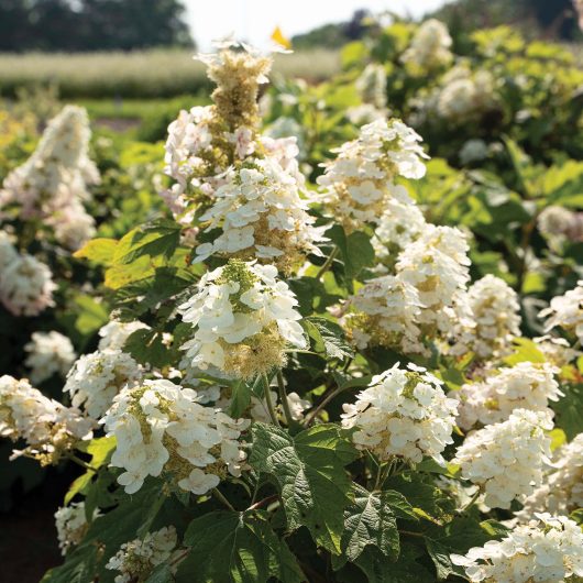 Autumn Reprise™ Hydrangea