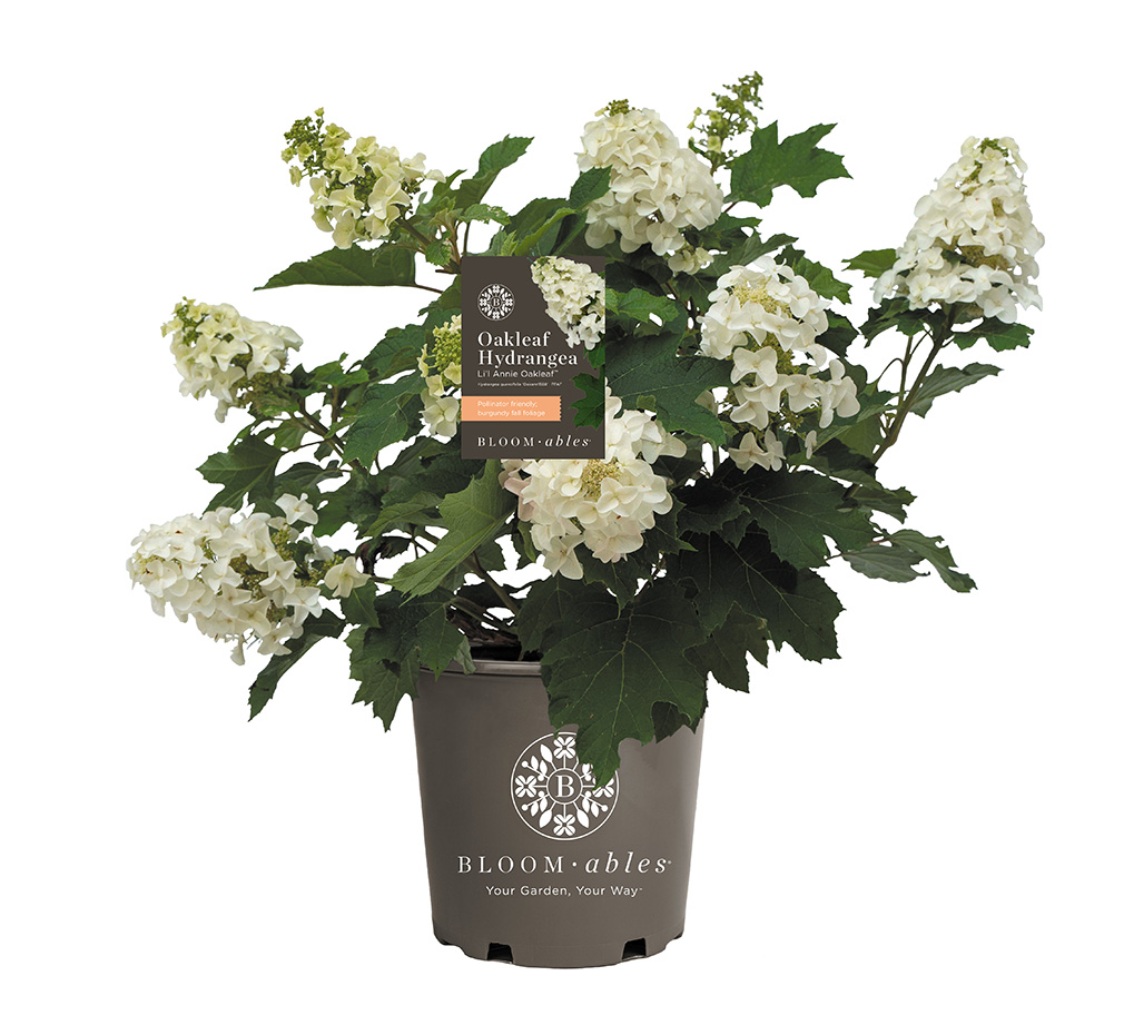 Li’l Annie Oakleaf® Hydrangea - Image 2
