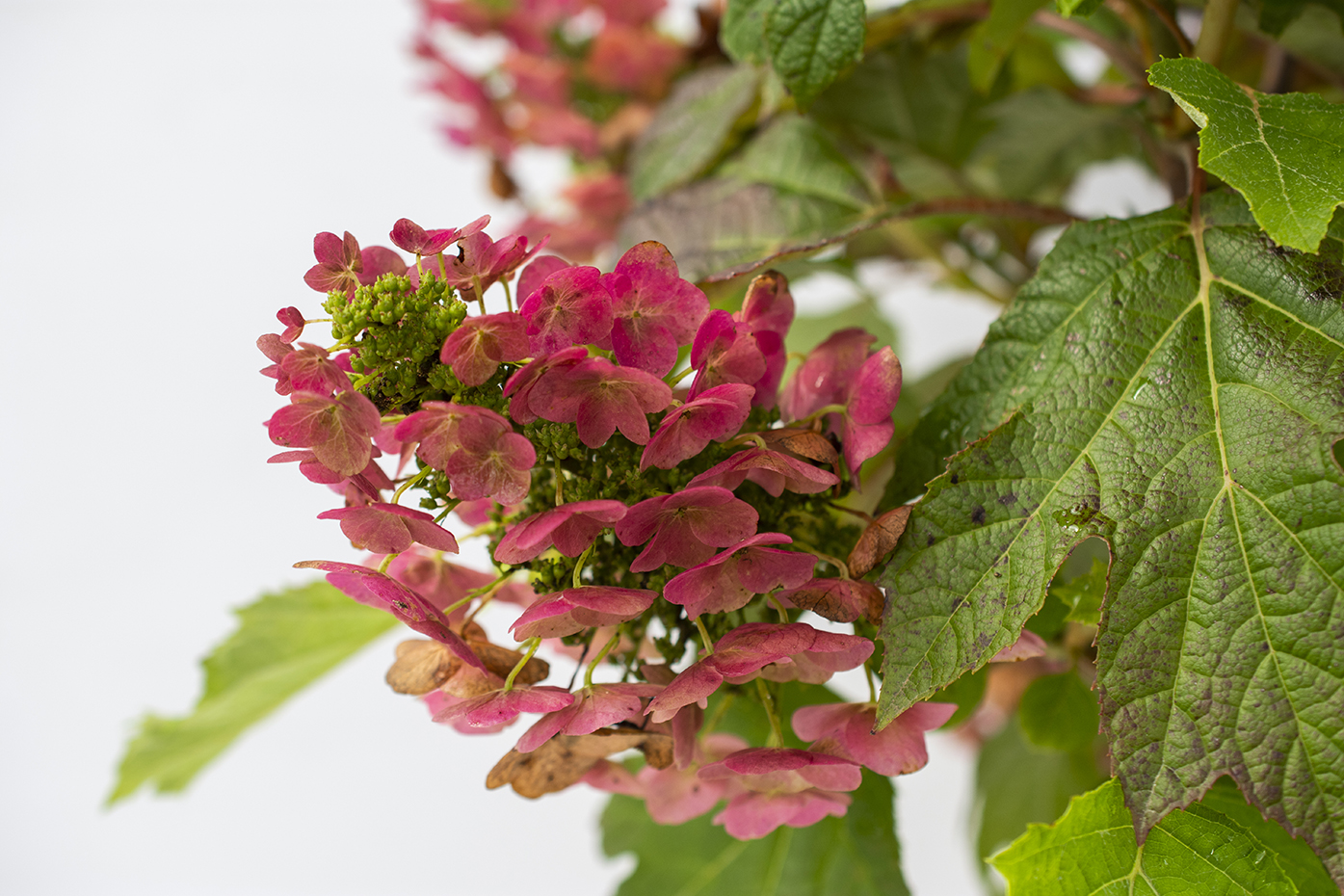 Li’l Annie Oakleaf® Hydrangea - Image 3