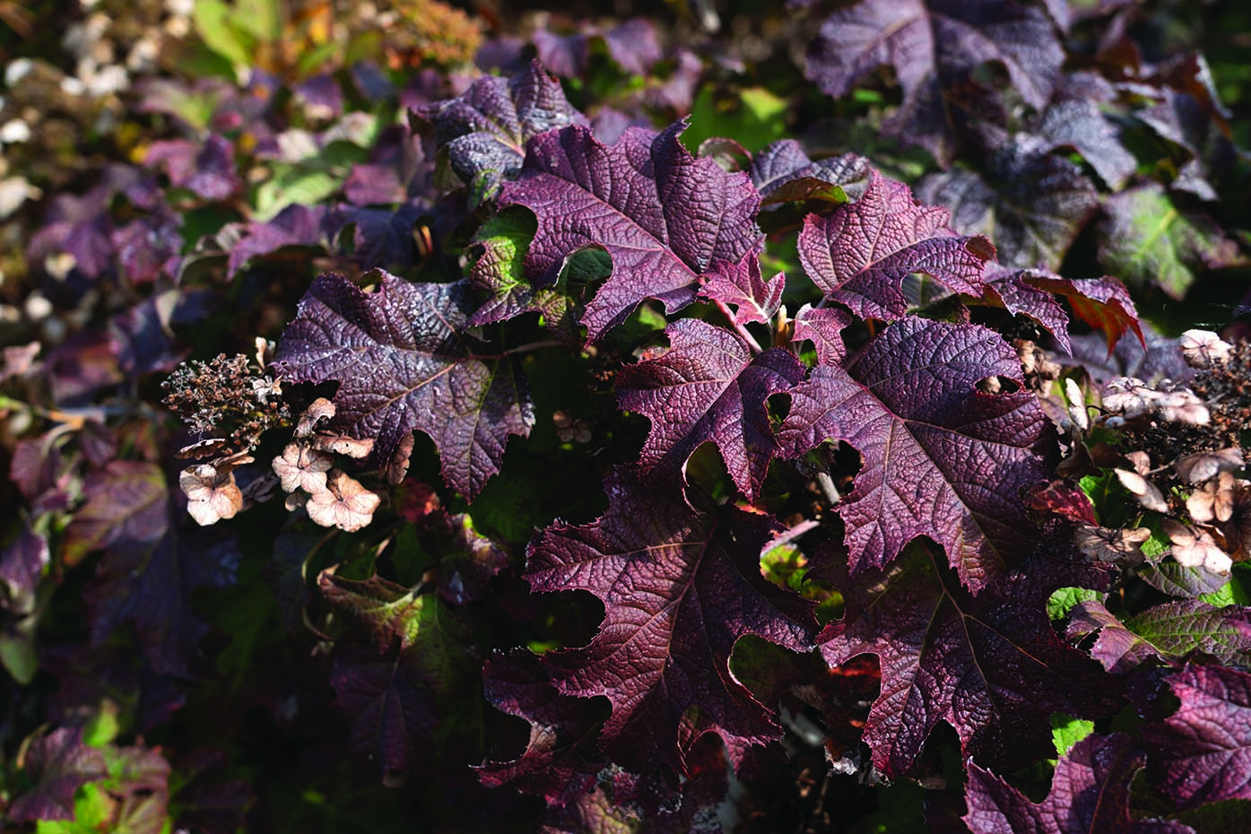 Li’l Annie Oakleaf® Hydrangea - Image 4