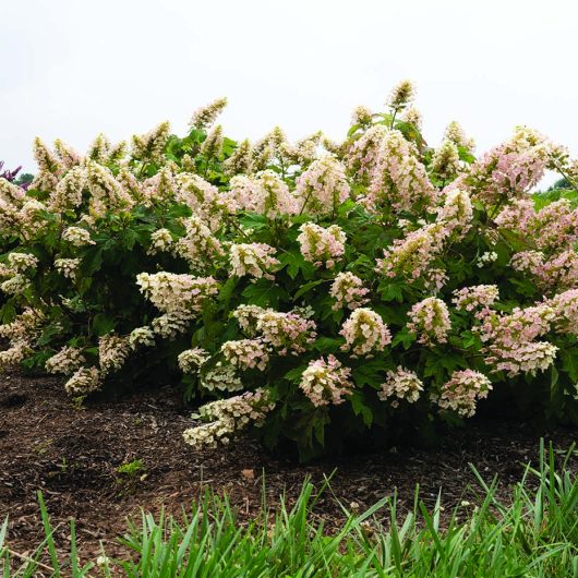 Li’l Annie Oakleaf® Hydrangea