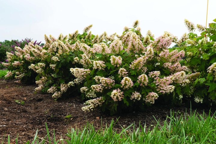 Li'l Annie Oakleaf® Hydrangea | Bloomables