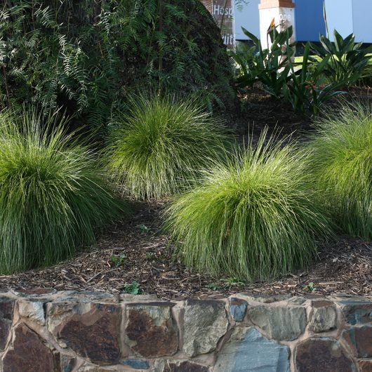 Leading® Lime Mist™ Lomandra