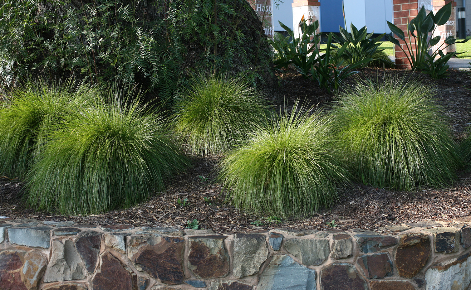 Leading® Lime Mist™ Lomandra