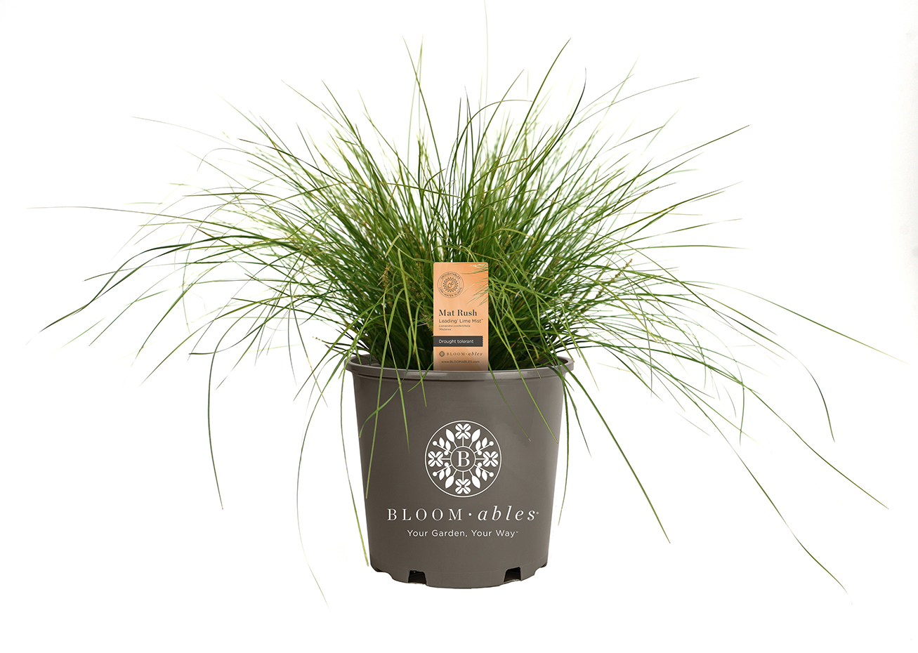 Leading® Lime Mist™ Lomandra - Image 2