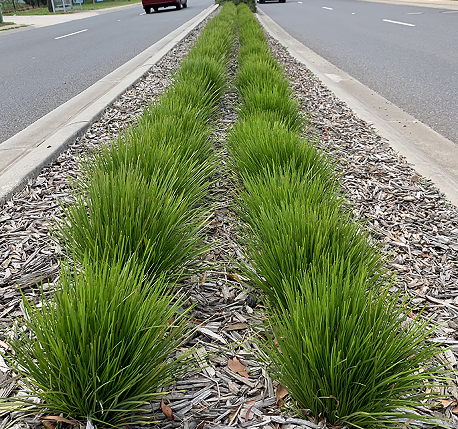 Leading® Lime Tight™ Lomandra - Image 4