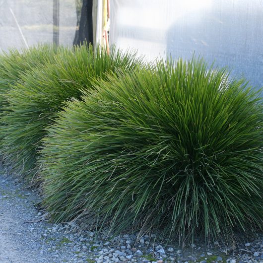 Leading® Lime Tight™ Lomandra