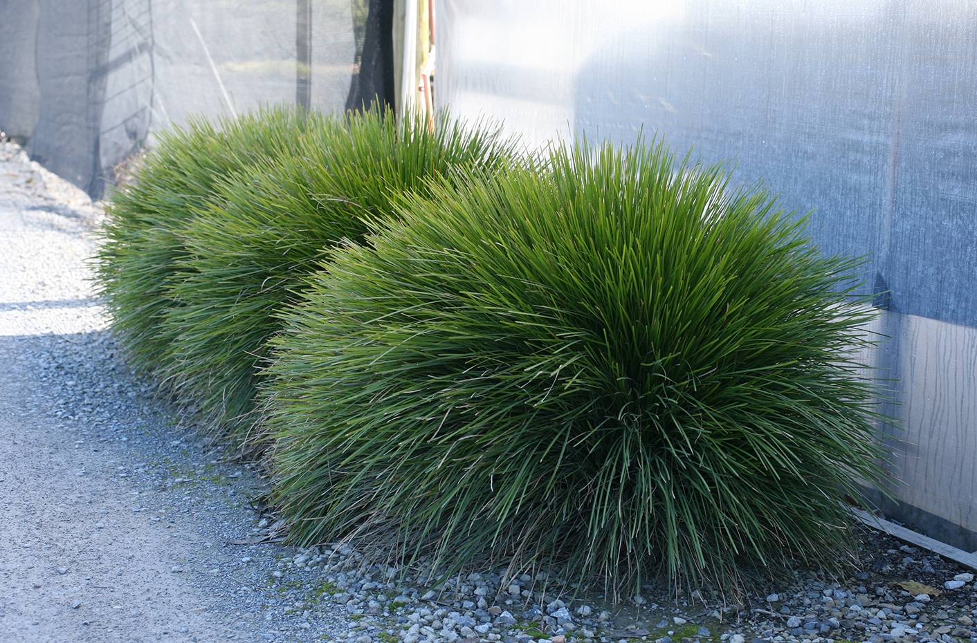 Leading® Lime Tight™ Lomandra