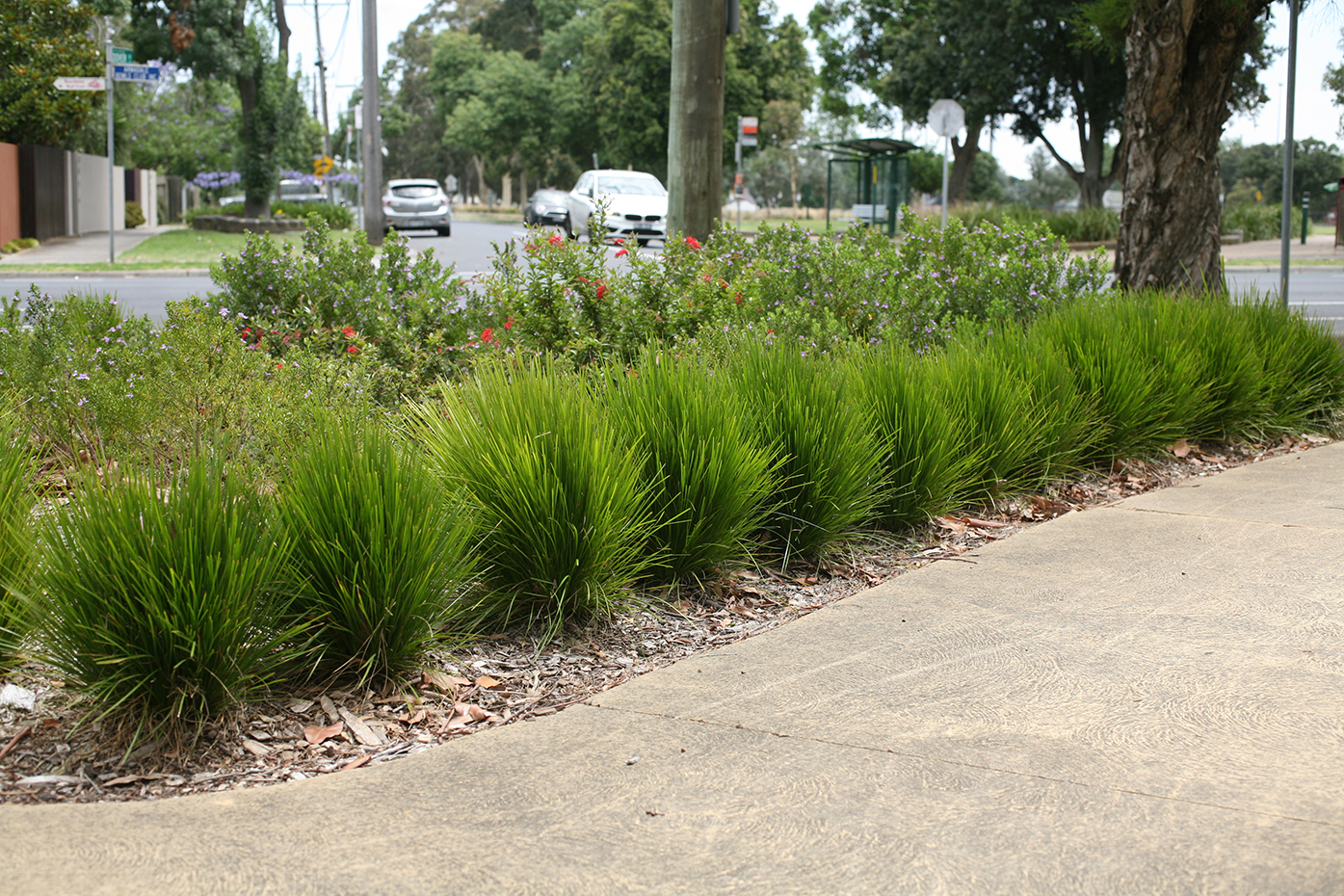 Leading® Lime Tight™ Lomandra - Image 3