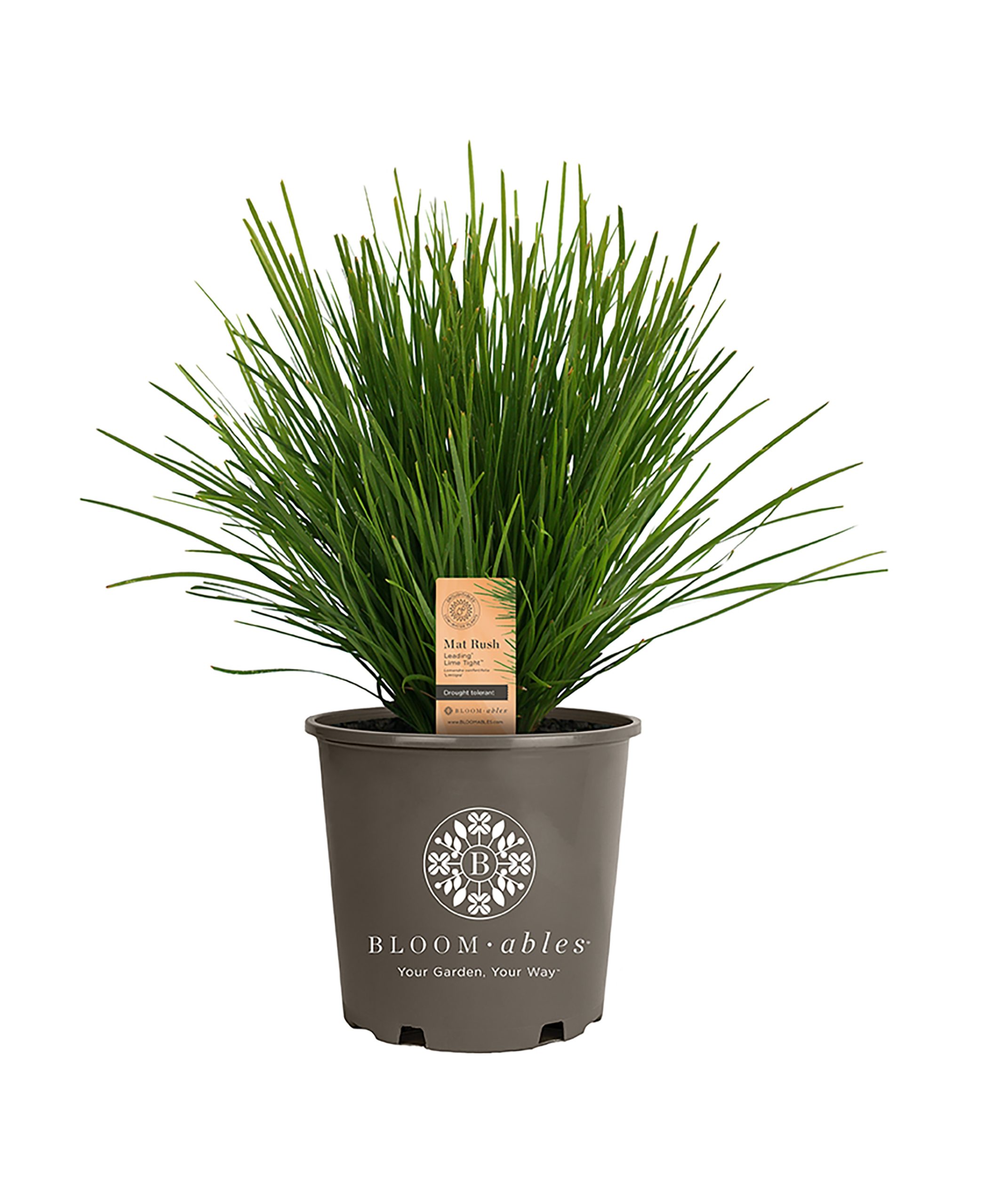 Leading® Lime Tight™ Lomandra - Image 2