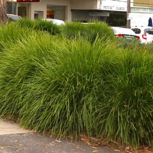 Leading® Lime Tough™ Lomandra