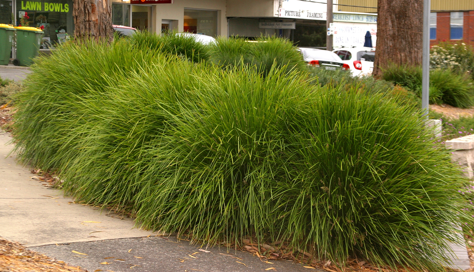 Leading® Lime Tough™ Lomandra