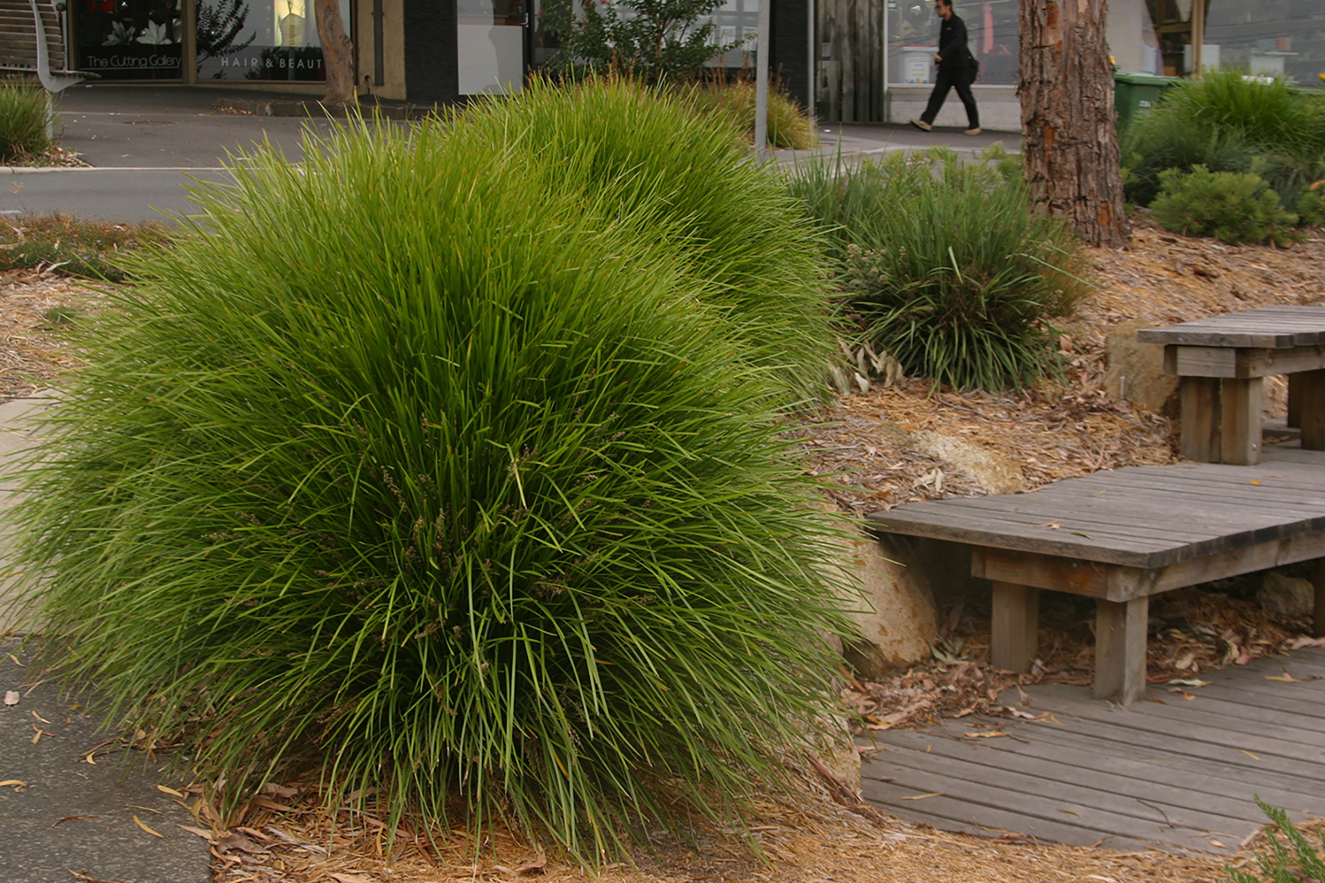 Leading® Lime Tough™ Lomandra - Image 4