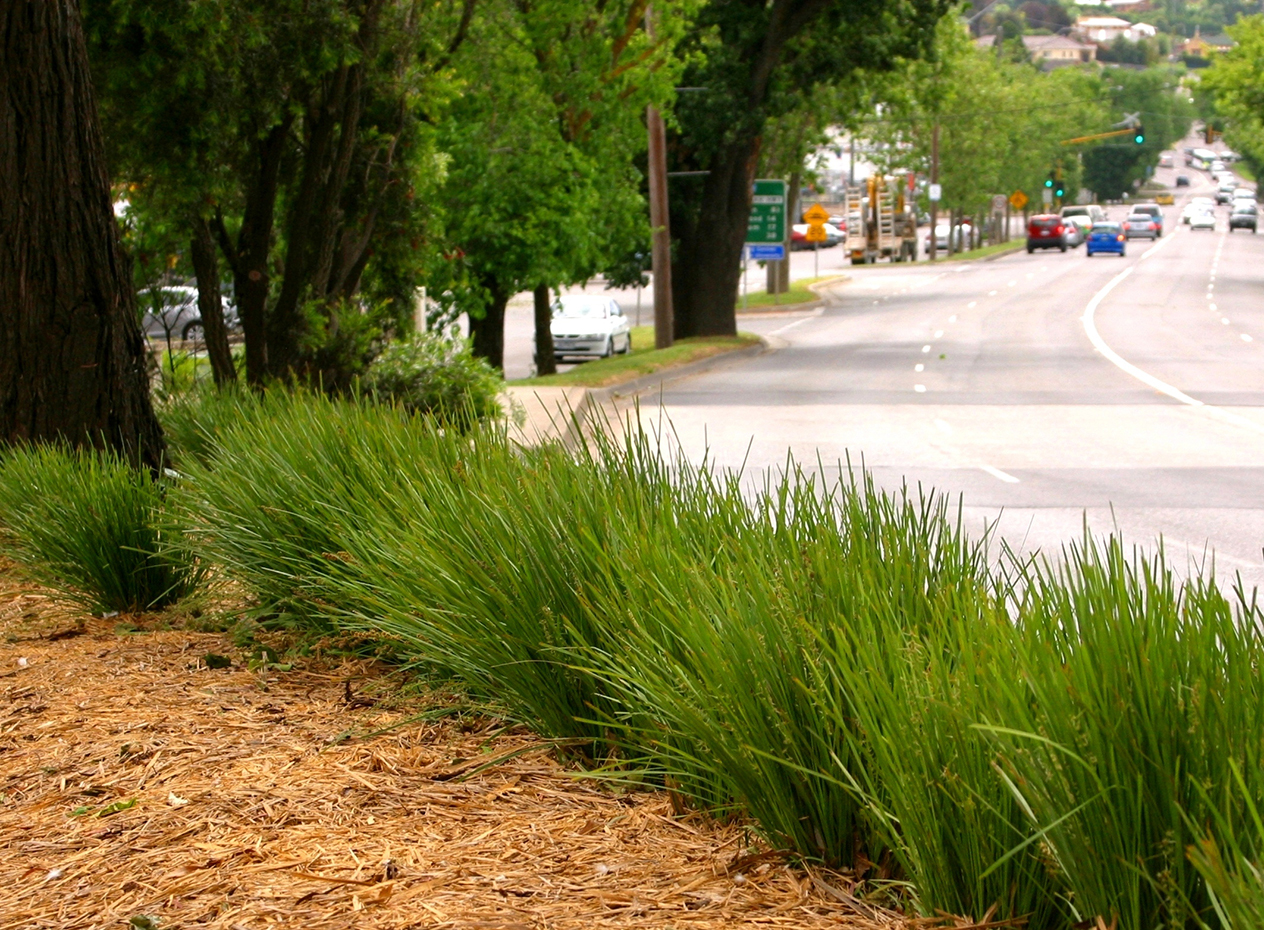 Leading® Lime Tough™ Lomandra - Image 3