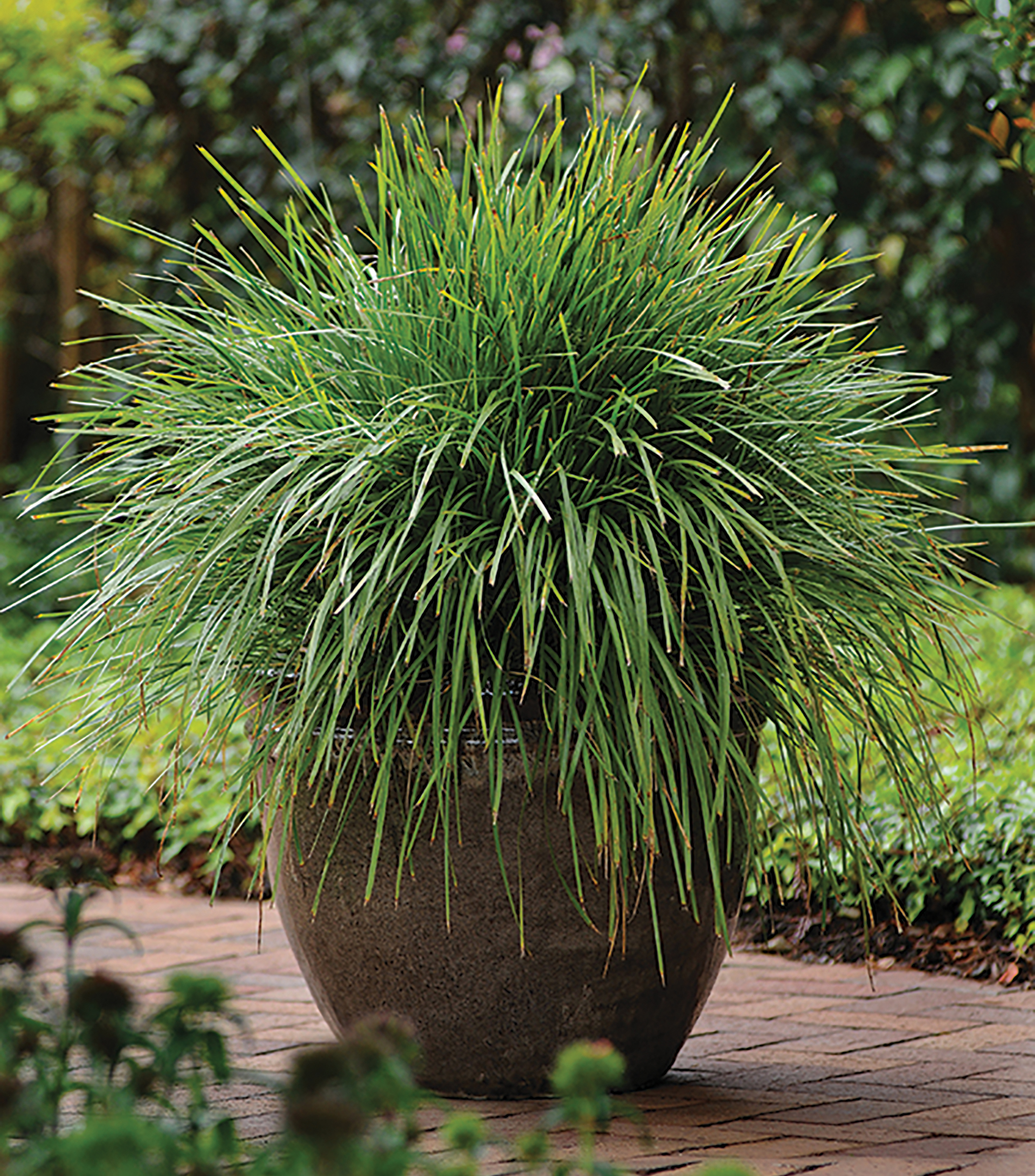 Leading® Lime Tough™ Lomandra - Image 2