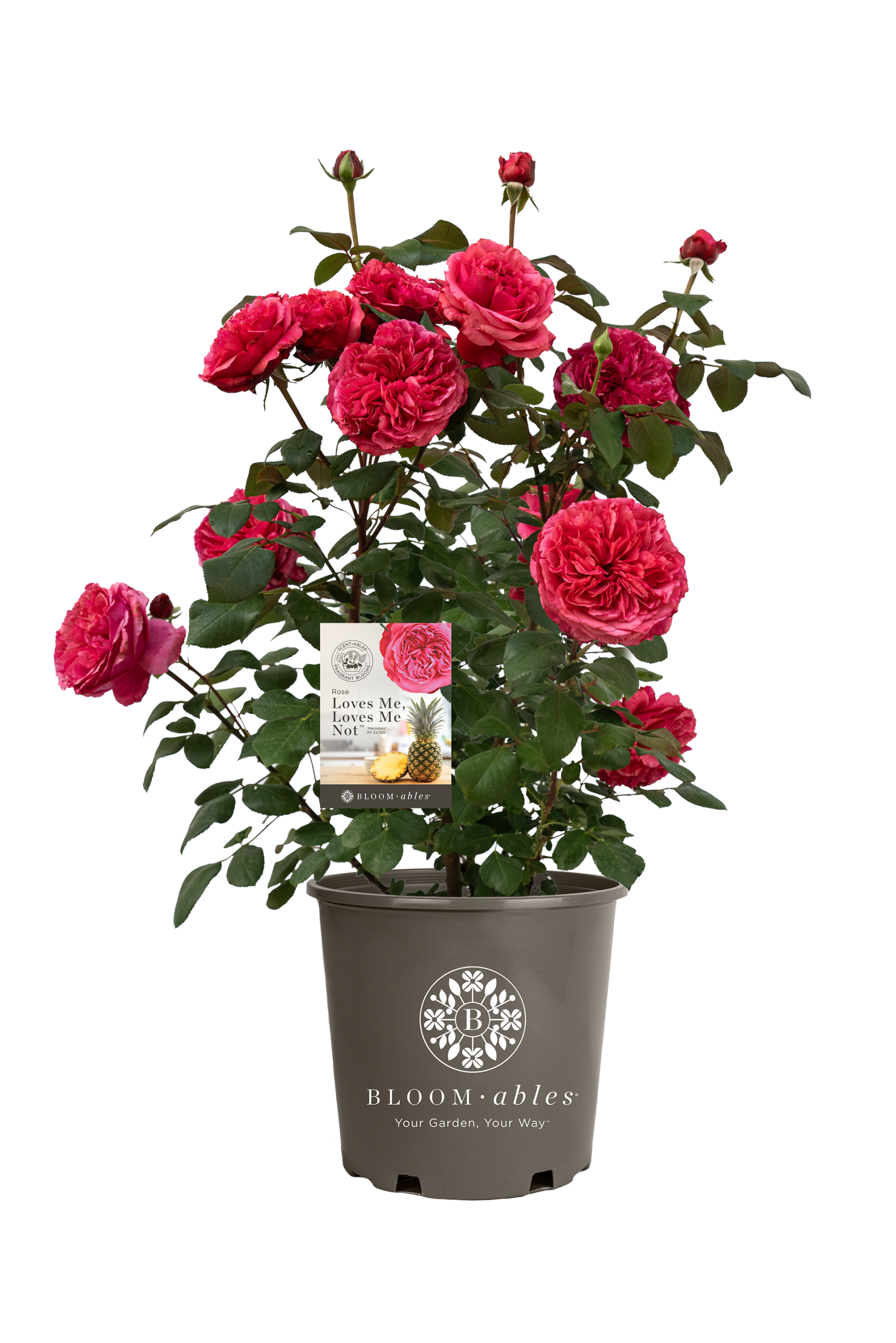 Loves Me, Loves Me Not™ - Image 2