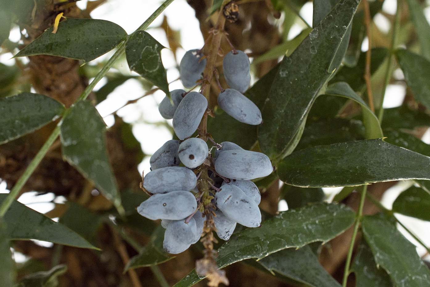 Funky Flow™ Mahonia - Image 3