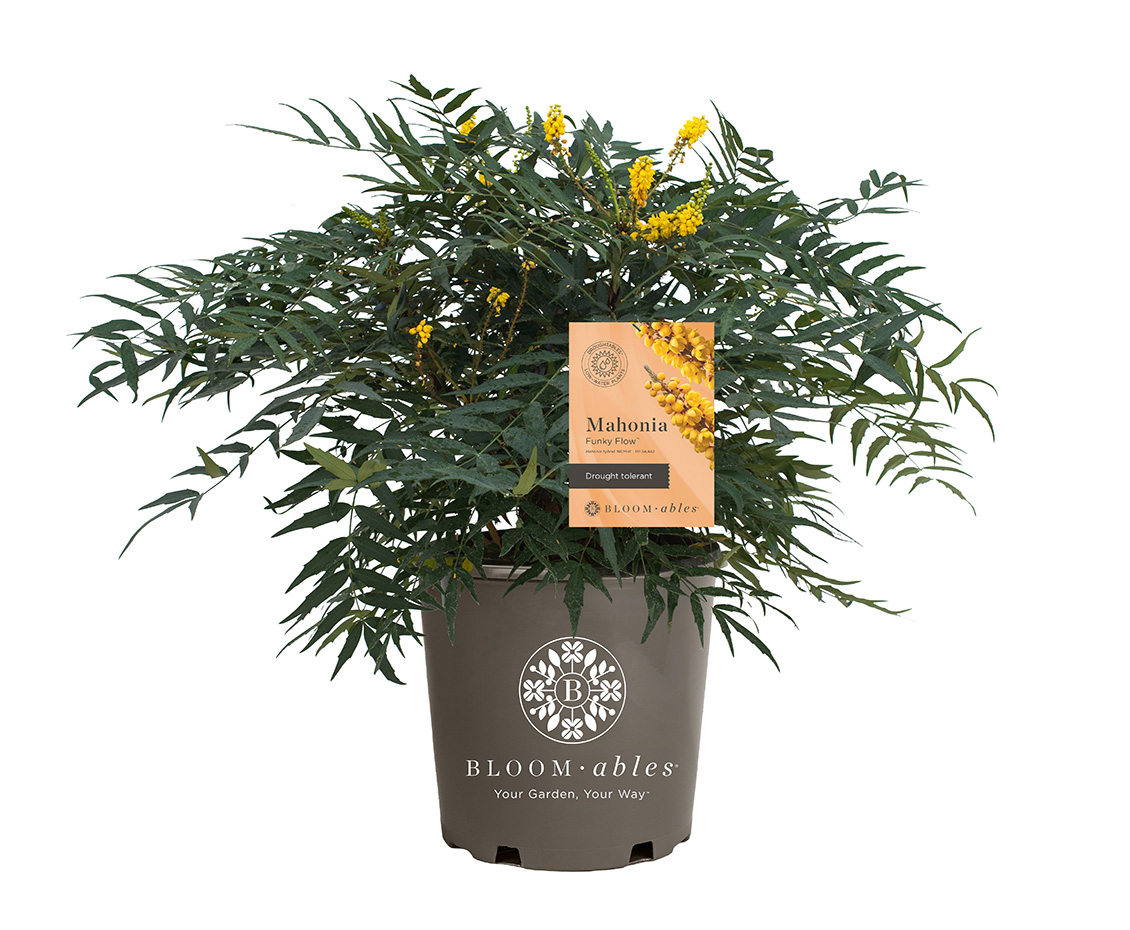 Funky Flow™ Mahonia - Image 2
