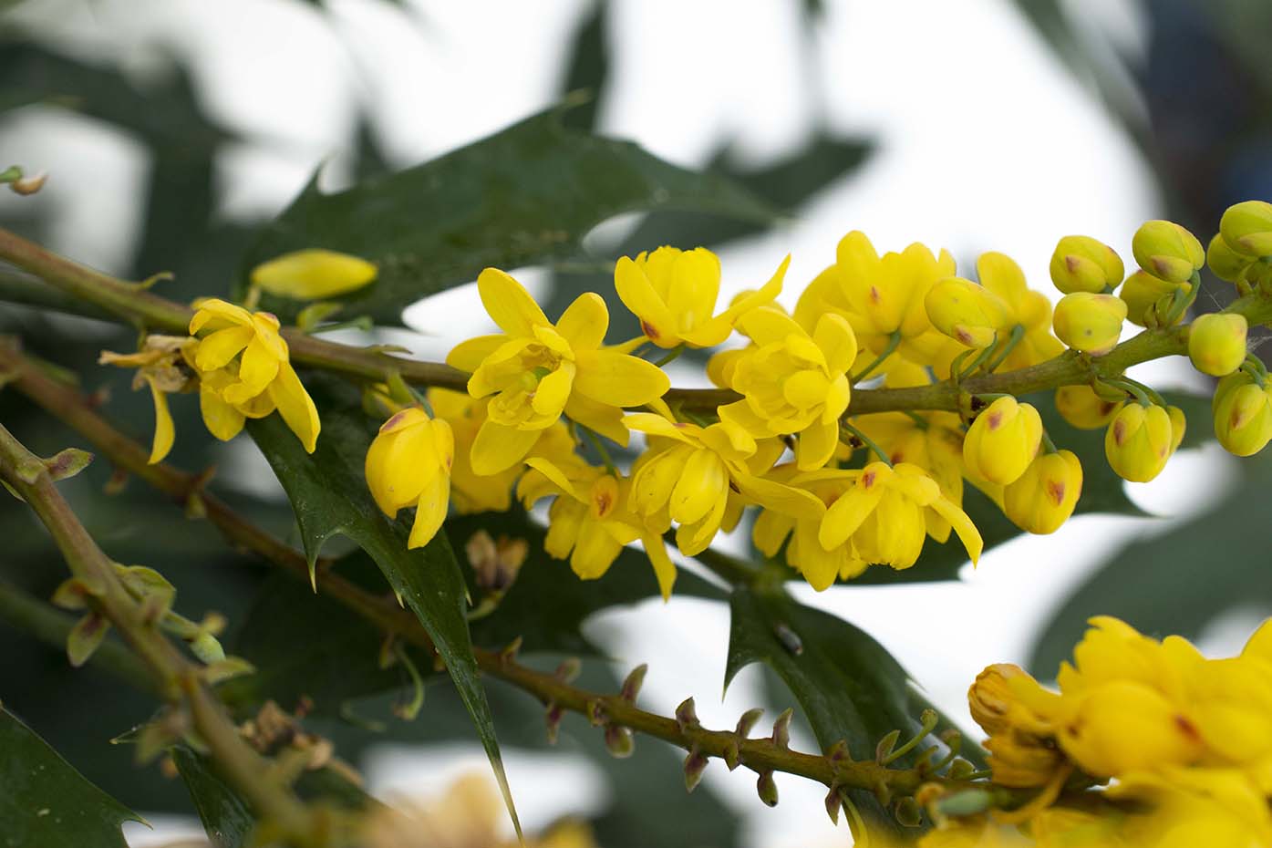 Funky Flow™ Mahonia - Image 4