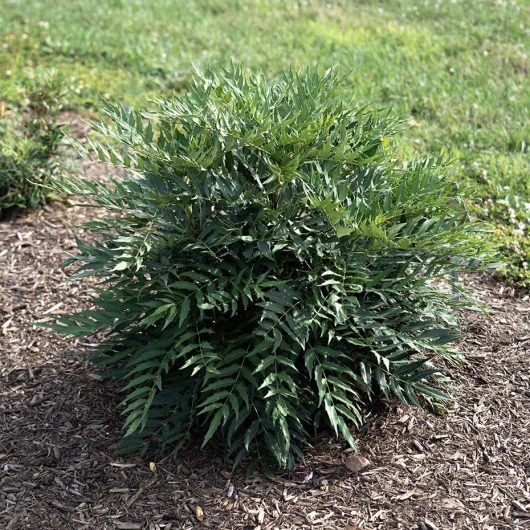 Funky Flow™ Mahonia